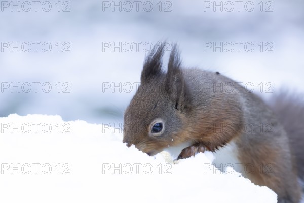 Red squirrel (Sciurus vulgaris) adult animal searching for food in snow in winter, England, United Kingdom