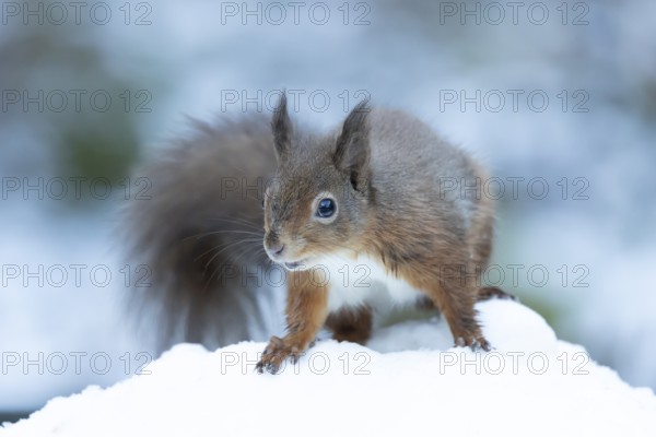 Red squirrel (Sciurus vulgaris) adult animal on snow in winter, England, United Kingdom