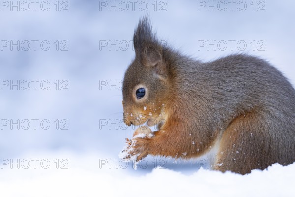 Red squirrel (Sciurus vulgaris) adult animal eating a hazel nut in snow in winter, England, United Kingdom