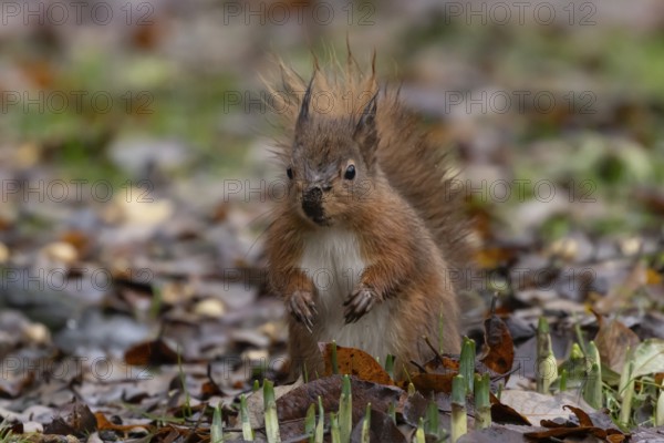 Red squirrel (Sciurus vulgaris) adult animal in a garden with emerging plant bulbs in autumn, England, United Kingdom