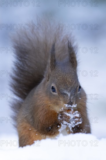 Red squirrel (Sciurus vulgaris) adult animal eating a hazel nut in snow in winter, England, United Kingdom