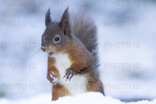Red squirrel (Sciurus vulgaris) adult animal standing on snow in winter, England, United Kingdom