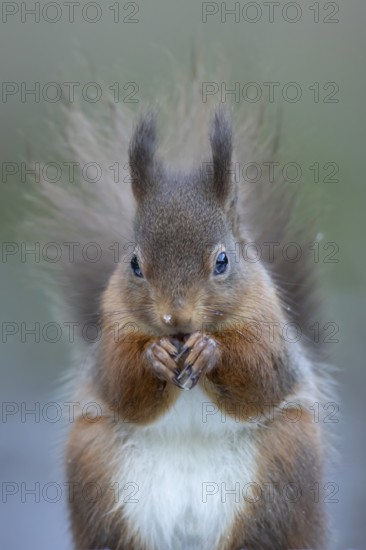 Red squirrel (Sciurus vulgaris) adult animal eating a nut in snow in winter, England, United Kingdom