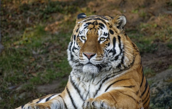 Siberian tiger (Panthera tigris altaica) or Amur tiger, animal portrait, captive, occurrence river basin of Amur and Ussuri, Russia
