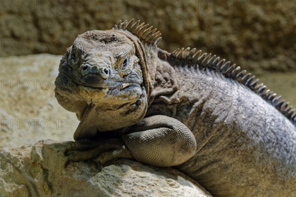 Animal portrait Jamaican iguana (Cyclura collei), reptile, pangolin, captive, occurrence Jamaica