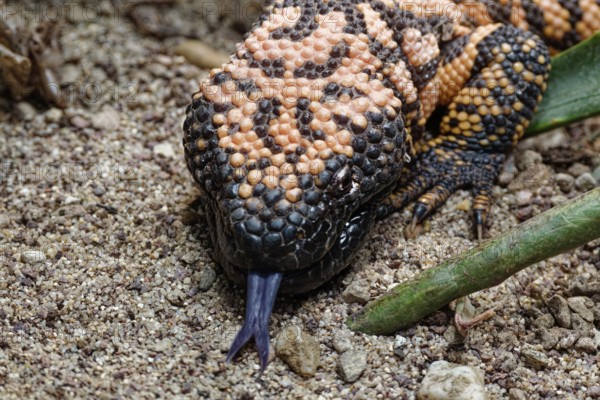 Animal portrait, Gila crustose lizard (Heloderma suspectum), representative of the crustose lizards (Helodermatidae), pangolins, captive, occurrence all continents
