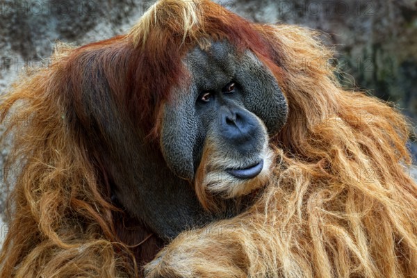 Animal portrait, Bornean orangutan (pongo pygmaeus), animal portrait of a male, adult, captive, distribution Borneo