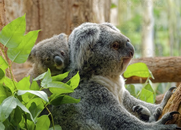 Animal portrait, koala (Phascolarctos cinereus), marsupial, with young on the back, captive, distribution East Australia