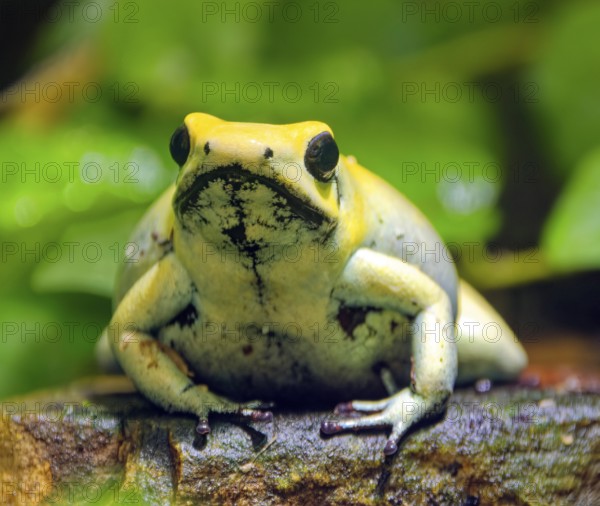 Golden poison frog (Phyllobates terribilis), also known as golden leaf frog, yellow leaf frog, golden poison frog, lemon yellow leaf frog or golden leaf frog, most poisonous frog species, amphibian, captive, occurs on the Pacific coast of Colombia