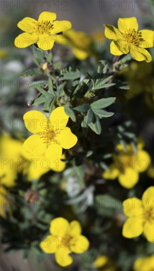 Yellow-flowering flower, foxglove (Potentilla fruticosa) also known as shrub cinquefoil, Chugach Mountains, Alaska, USA
