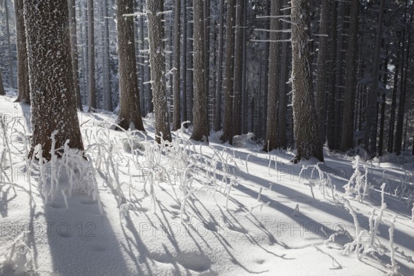 Winter landscape, forest, coniferous forest, Upper Bavaria, Alps, Germany