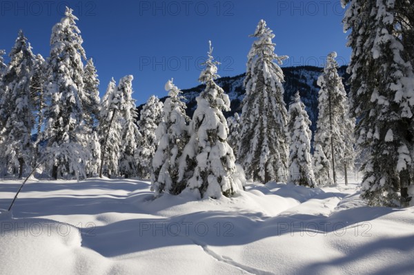 Winter landscape, snow-covered spruce trees (Pica abies), Bavarian Alps, Alpine foothills, Upper Bavaria, Germany
