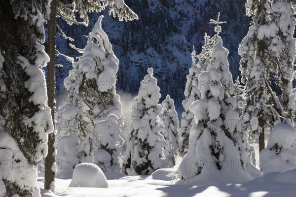 Snow-covered spruce trees (Pica abies), winter landscape in the Bavarian Alps, Upper Bavaria, Germany