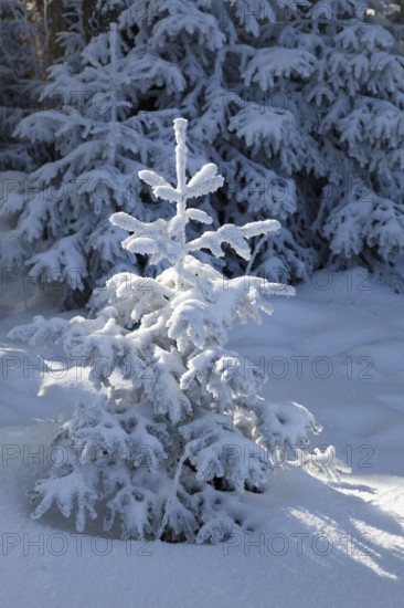 Snow-covered spruce (Picea abies) in winter, spruce forest, Alpine foothills, Upper Bavaria, Germany