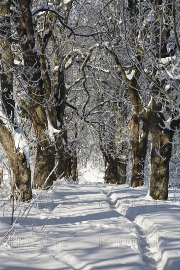 Winter landscape, alley, snow, Upper Bavaria, Germany