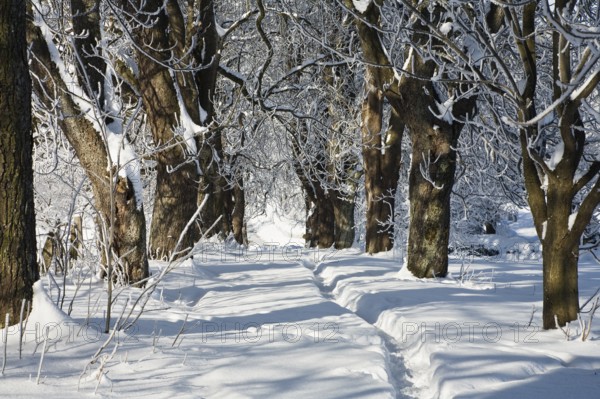 Winter landscape, alley, snow, Upper Bavaria, Germany