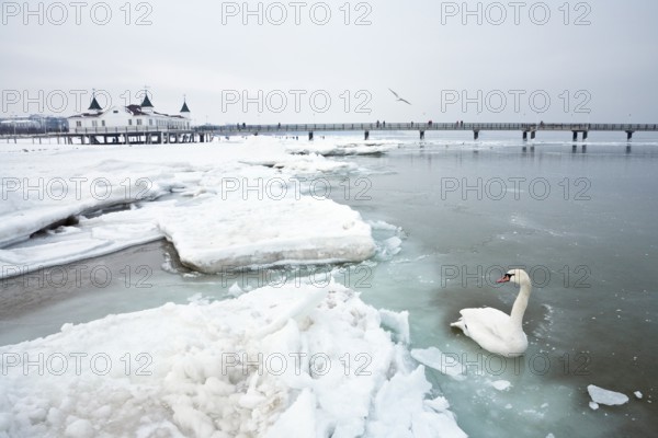 Ahlbeck pier in winter, icy, swan, Ahlbeck, Usedom, Mecklenburg-Western Pomerania, Germany