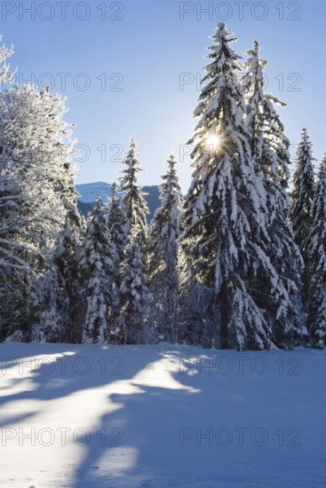 Snow-covered spruce (Pica abies), Sonnenstern, Winterlandschaft in den Bayerischen Alpen, Oberbayern, Deutschland / winterscenery in the bavarian Alps, Upper Bavaria, Germany