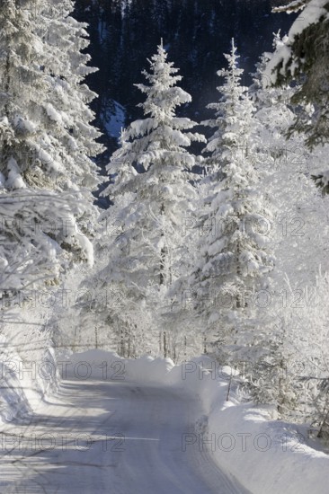 Snow-covered spruce trees (Pica abies), road, motorway, traffic, winter landscape in the Bavarian Alps, Upper Bavaria, Germany