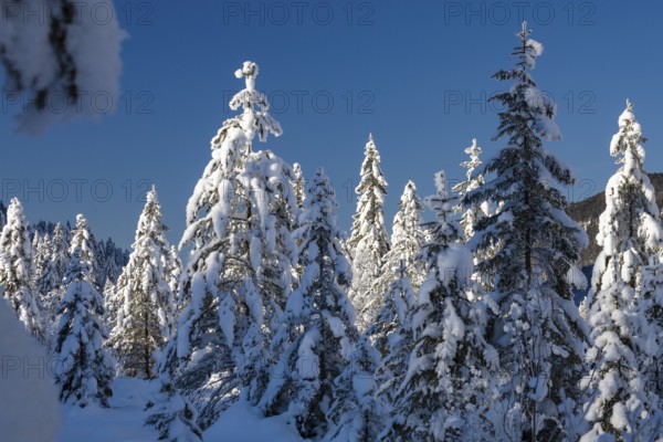 Spruce trees (Pica abies), in the snow, winter landscape, winter, Upper Bavaria, Germany