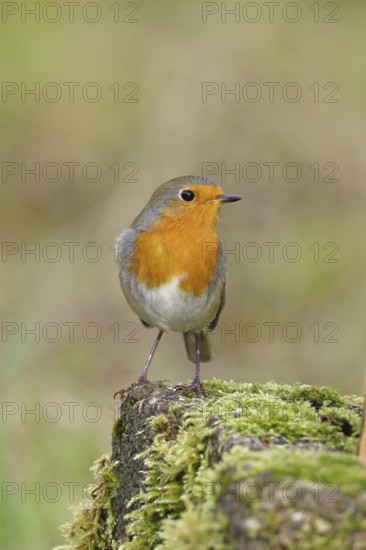Robin (Erithacus rubecula), on mossy ground in the garden, Wilnsdorf, North Rhine-Westphalia, Germany