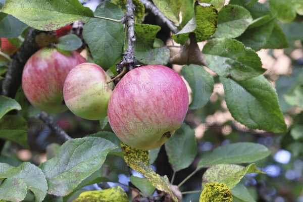 Apple (Malus), red-yellow ripe fruit on a branch of an apple tree, fruit tree, orchard, Wilnsdorf, North Rhine-Westphalia, Germany