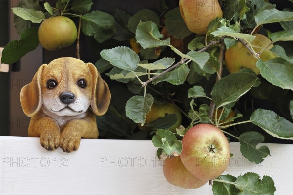 Dog, dog figure between ripe apples on an apple tree, fruit tree, orchard, Wilnsdorf, North Rhine-Westphalia, Germany