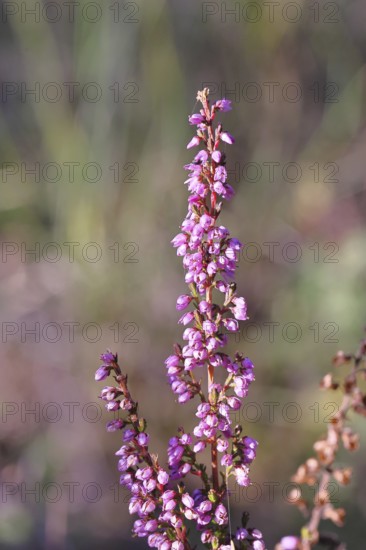 Flowering heather (Calluna vulgaris), heather, Trupacher Heide nature reserve, Siegen, North Rhine-Westphalia, Germany