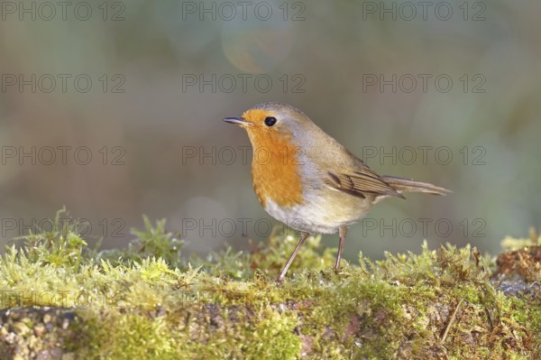 Robin (Erithacus rubecula), in winter on moss on the ground, Wilnsdorf, North Rhine-Westphalia, Germany