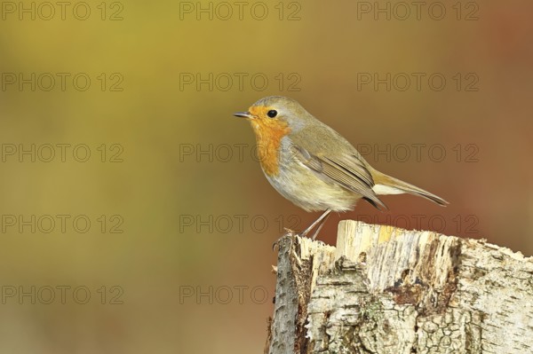 Robin (Erithacus rubecula), in winter on a rotten tree stump, Wilnsdorf, North Rhine-Westphalia, Germany