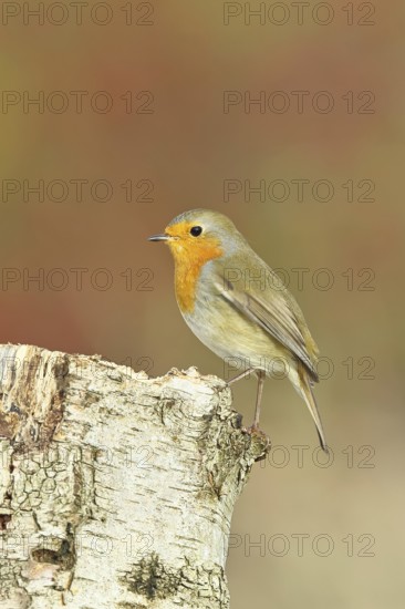 Robin (Erithacus rubecula), in winter on a rotten tree stump, Wilnsdorf, North Rhine-Westphalia, Germany