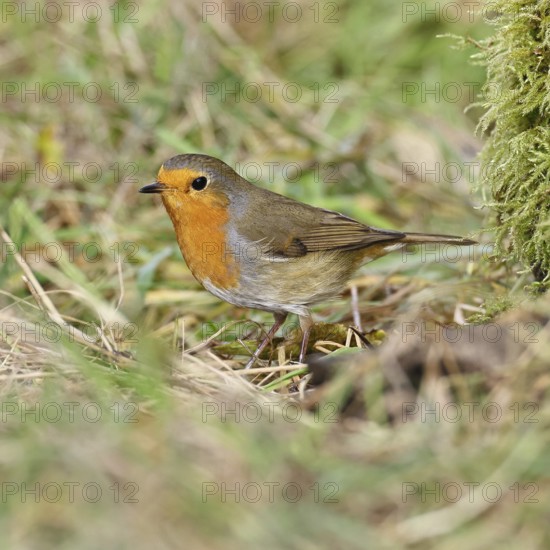 Robin (Erithacus rubecula), on mossy ground in the garden, Wilnsdorf, North Rhine-Westphalia, Germany