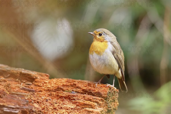 Robin (Erithacus rubecula) sitting on dead wood, Wilnsdorf, North Rhine-Westphalia, Germany