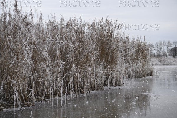 Icy reeds along a frozen body of water in a wintry landscape, Dümmer nature park Park, Lower Saxony, Germany