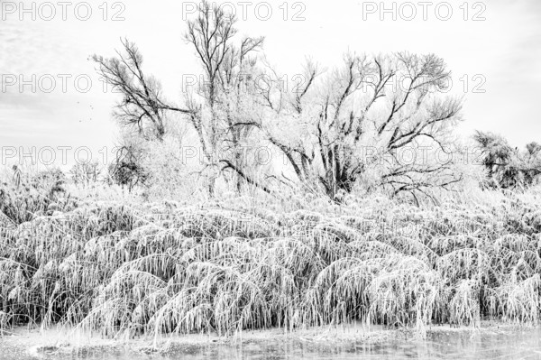 Wintery nature with hoarfrost on trees and reeds in an overexposed black and white view, Dümmer nature park Park, Lower Saxony, Germany