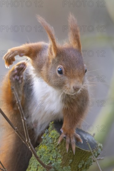 A curious squirrel sits attentively on a branch, Dümmer nature park Park, Lower Saxony, Germany
