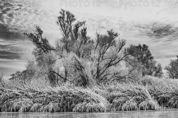 Trees covered with hoarfrost and reeds on the water bank in a black and white winter landscape, Dümmer nature park Park, Lower Saxony, Germany