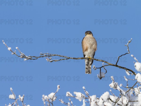 Sparrowhawk (Accipiter nisus), tercel, male in winter, sitting, Upper Bavaria, Germany