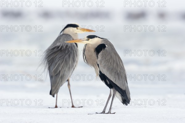 Two grey herons (Ardea cinerea), standing on ice, winter, Baltic Sea, Usedom, Mecklenburg-Western Pomerania, Germany