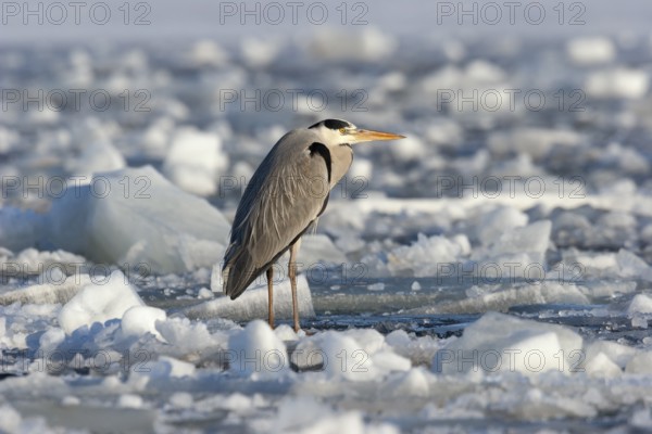Grey heron (Ardea cinerea), standing on the ice and freezing, winter, Baltic Sea, Usedom, Mecklenburg-Western Pomerania, Germany