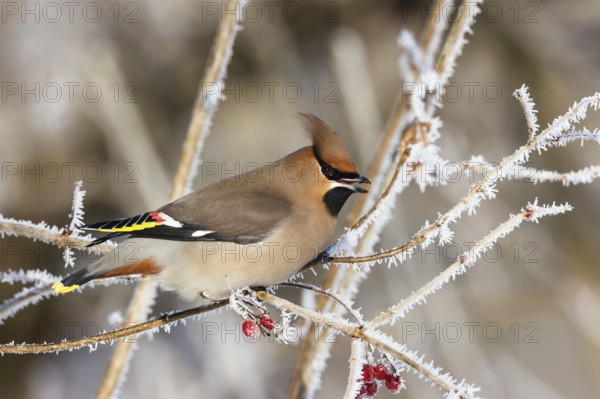 Waxwing (Bobycilla garrulus) sitting in snowball (Viburnum opulus), hoarfrost, winter, winter visitor, Upper Bavaria, Germany