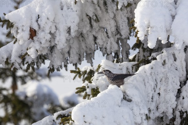 Nutcracker (Nucifraga caryocatactes), on snow-covered spruce in winter, Upper Bavaria, Germany