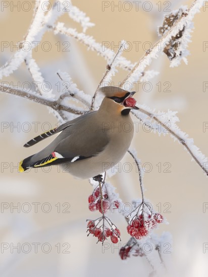 Waxwing (Bobycilla garrulus) eating berries of snowball (Viburnum opulus), hoarfrost, winter, winter visitor, Upper Bavaria, Germany