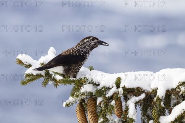 Nutcracker (Nucifraga caryocatactes) on spruce branch (Pica abies), snow, winter, Upper Bavaria, Germany