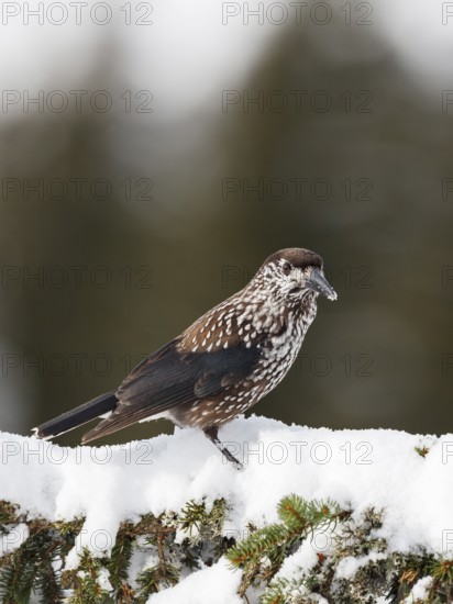 Nutcracker (Nucifraga caryocatactes), on spruce in winter, snow, Upper Bavaria, Germany