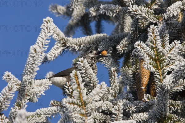 Nutcracker (Nucifraga caryocatactes), with hazelnut in spruce, hoarfrost, winter, Upper Bavaria, Germany