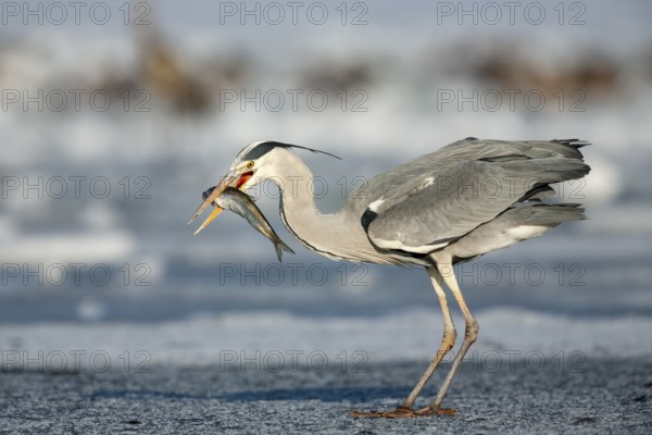 Grey heron (Ardea cinerea), with fish on ice, winter, Baltic Sea, Usedom, Mecklenburg-Western Pomerania, Germany