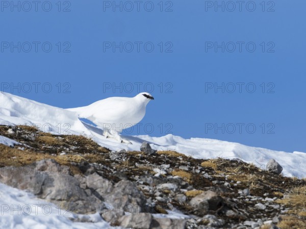 Rock ptarmigan (Lagopus mutus), hen, female, snow, winter, Alps, Upper Bavaria, Germany