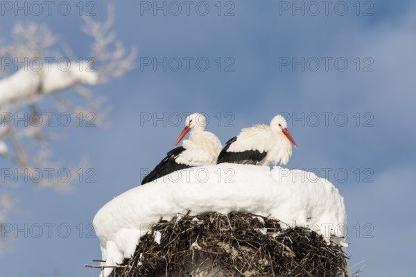 White storks (Ciconia ciconia), pair on the nest in winter, Upper Bavaria, Germany