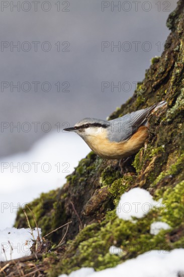Nuthatch (Sitta europaea) climbing a tree trunk, in winter, Upper Bavaria, Germany
